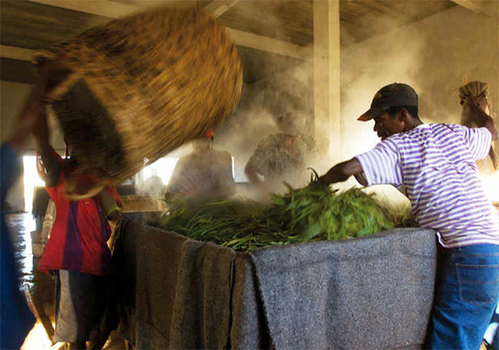 Fabrication Gousse de Vanille Bourbon Madagascar Etuvage